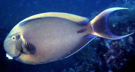 Acanthurus bariene